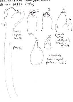 Vorschaubild Beilschmiedia longipedicellata Merr.